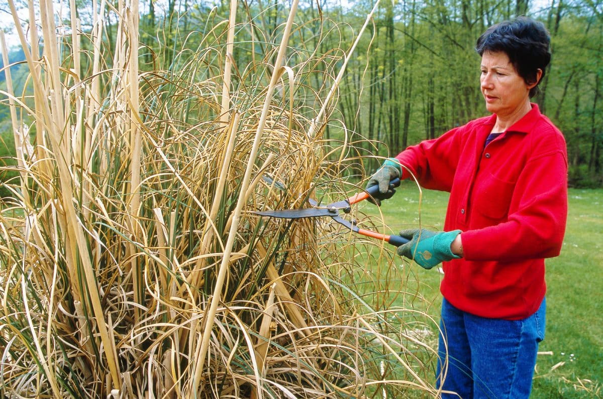 Les secrets de l'entretien de l'herbe de la pampa