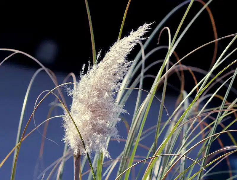 Les secrets de l'entretien de l'herbe de la pampa