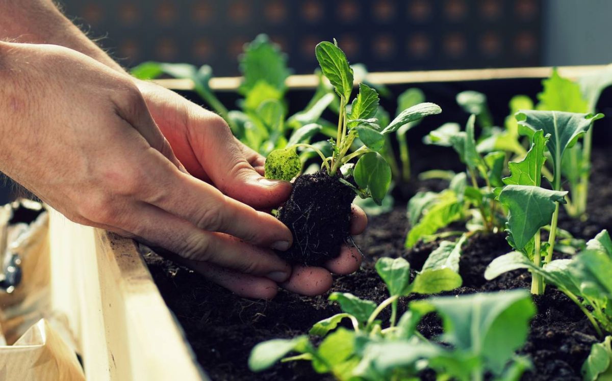 Installez votre potager pour cultiver des légumes de saison 