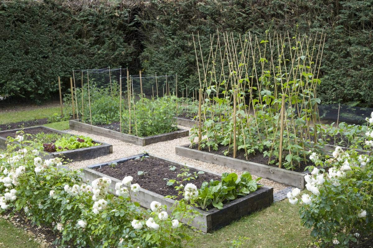 Potager cultivez vos légumes de saison Belle Déco