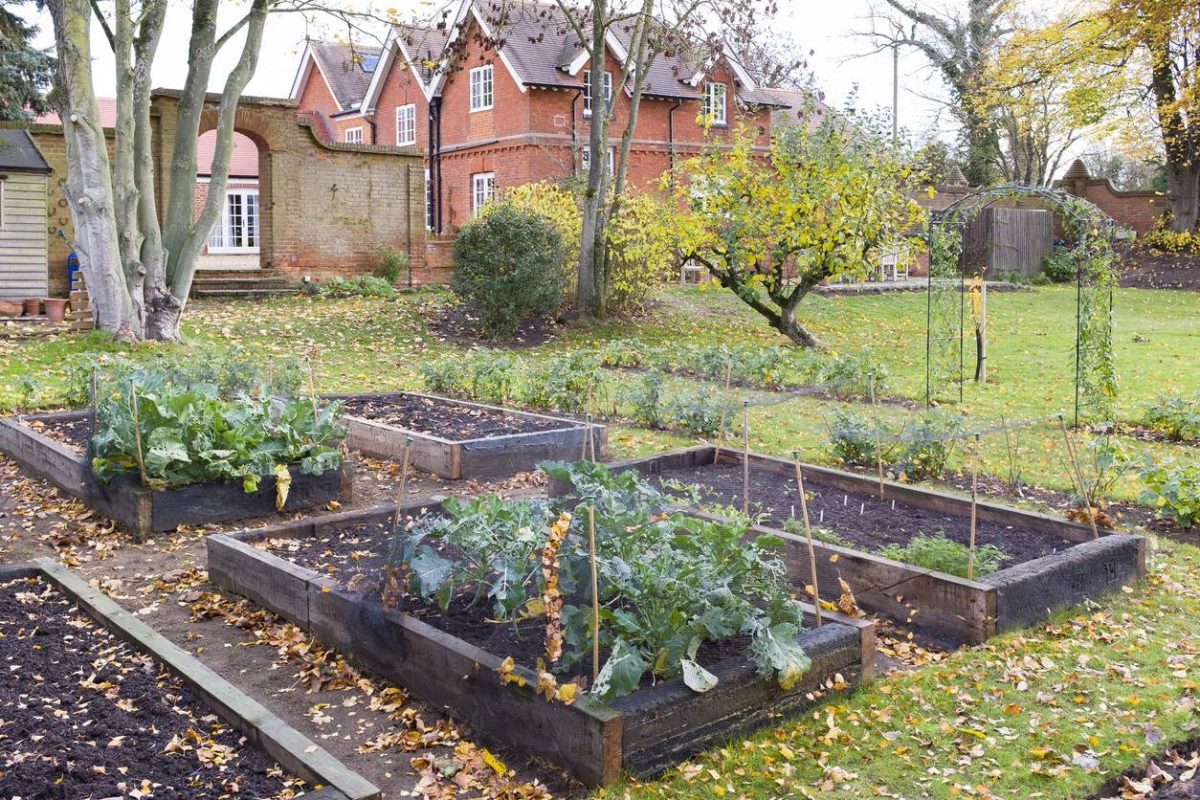 Potager maison