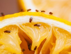 Comment trouver un nid de moucherons ?