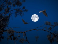 Comment faire sortir une chauve-souris de ma maison ?