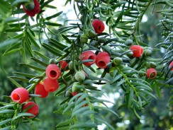 Quand tailler un Taxus Baccata ?