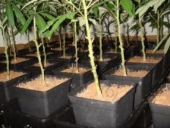 Quand arrêter un bon palissage ?