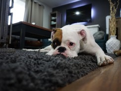 Dans quelle pièce peut-on placer un tapis de sol ?